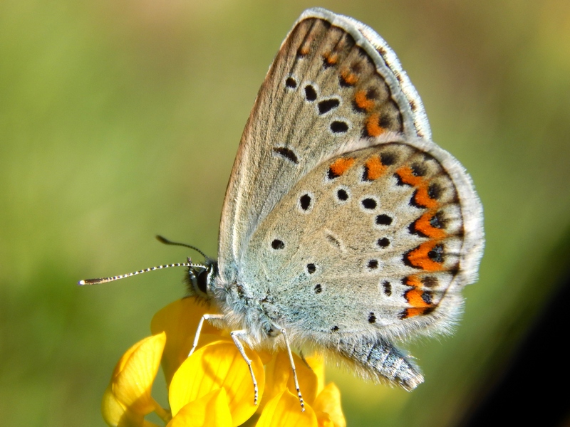 4 esemplare di  Plebejus da ID